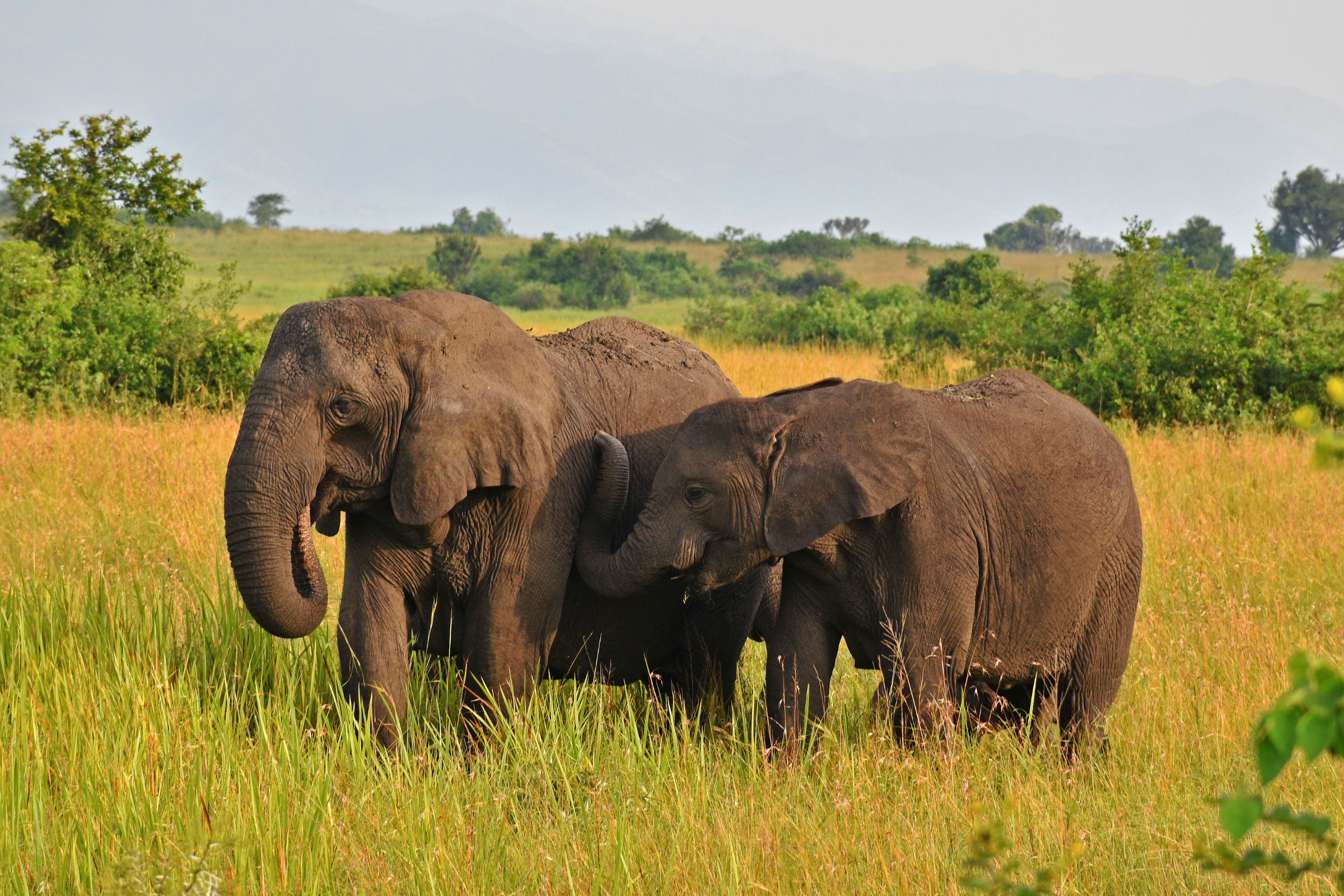 queen elizabeth national park.webp